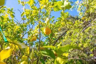 18117 Berta Canyon Rd, Salinas, CA 93907 - Photo 43