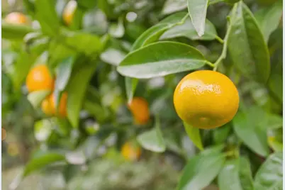 1242 Wagon Way, Gilroy, CA 95020 - Photo 39