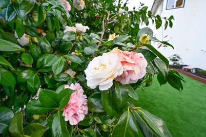 1609 Molitor Rd, Belmont, CA 94002 - Photo 99