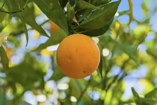 28266 Christopher Ln, Los Altos Hills, CA 94022 - Photo 33