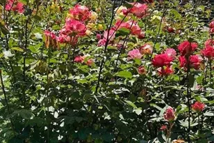 90 Melrose Pl, Redwood City, CA 94062 - Photo 105