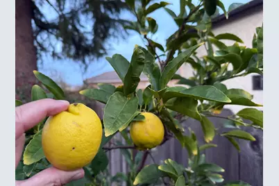 1520 Arkell Rd, Walnut Creek, CA 94598 - Photo 21