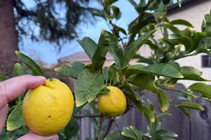 1520 Arkell Rd, Walnut Creek, CA 94598 - Photo 19