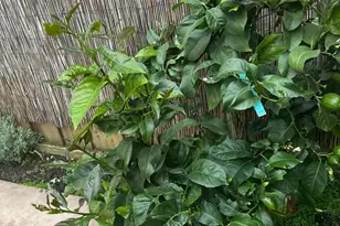 718 Roble St, Watsonville, CA 95076 - Photo 41