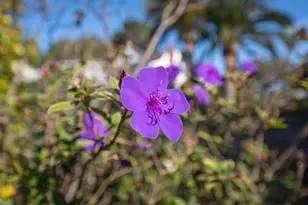 103 Northam Ave, San Carlos, CA 94070 - Photo 41