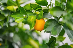 263 Vineyard Dr, San Jose, CA 95119 - Photo 53