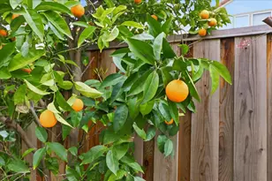 3037 Rosato Ct, San Jose, CA 95135 - Photo 65