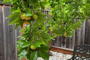 1674 S Stelling Rd, Cupertino, CA 95014 - Photo 71