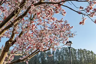 1014 San Gabriel Cir 513, Daly City, CA 94014 - Photo 5