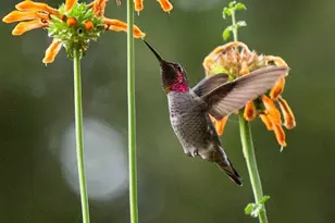 108 Santa Maria Ave, Portola Valley, CA 94028 - Photo 43