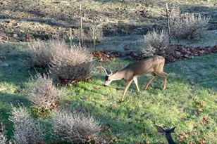 1232 Copper Peak Ln, San Jose, CA 95120 - Photo 49