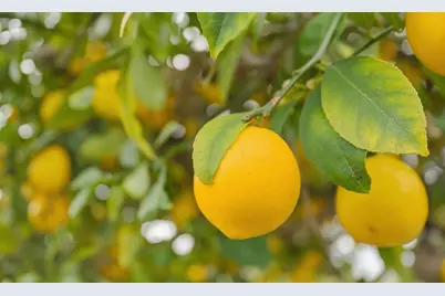 2025 Yorkshire Way, Mountain View, CA 94040 - Photo 35