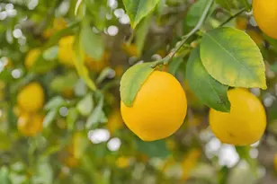 2025 Yorkshire Way, Mountain View, CA 94040 - Photo 35