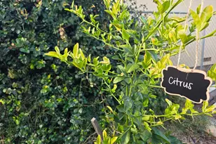 14200 Sycamore Ave, San Martin, CA 95046 - Photo 35