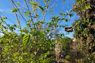 14200 Sycamore Ave, San Martin, CA 95046 - Photo 31