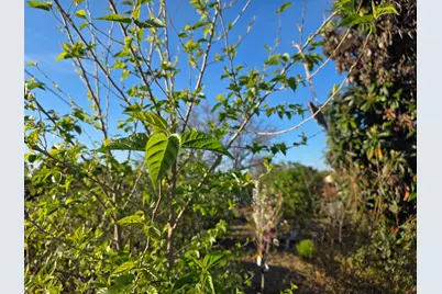 14200 Sycamore Ave, San Martin, CA 95046 - Photo 39