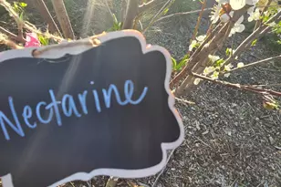 14200 Sycamore Ave, San Martin, CA 95046 - Photo 49