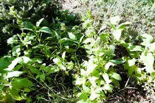 435 Tabor Dr, Scotts Valley, CA 95066 - Photo 43