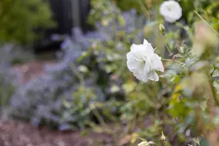 15212 Janor Ct, Monte Sereno, CA 95030 - Photo 59