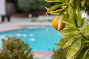 15212 Janor Ct, Monte Sereno, CA 95030 - Photo 63