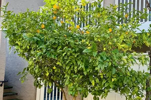 675 Sharon Park Dr 144, Menlo Park, CA 94025 - Photo 37