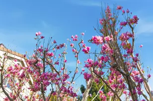 509 Porpoise Bay Ter C, Sunnyvale, CA 94089 - Photo 3