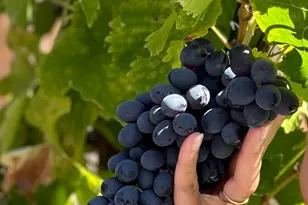 5874 Caleb Ct, Newark, CA 94560 - Photo 49