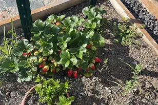 5874 Caleb Ct, Newark, CA 94560 - Photo 51