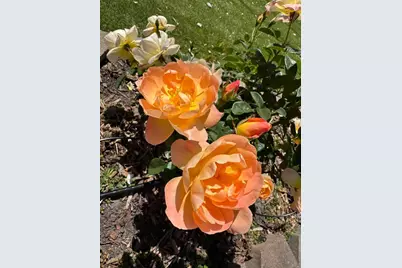 209 Norwich Dr, South San Francisco, CA 94080 - Photo 69