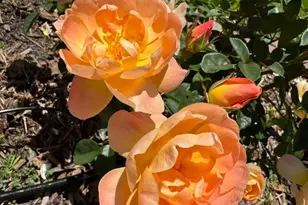 209 Norwich Dr, South San Francisco, CA 94080 - Photo 69