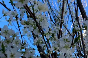 209 Norwich Dr, South San Francisco, CA 94080 - Photo 67