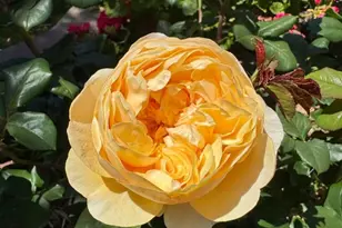 209 Norwich Dr, South San Francisco, CA 94080 - Photo 65