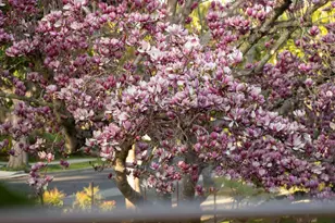 921 Arlington Rd, Redwood City, CA 94062 - Photo 93