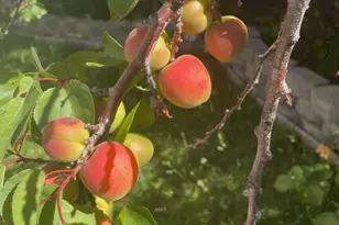 6270 Tweedholm Ct, San Jose, CA 95120 - Photo 43