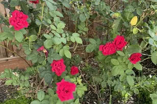 6270 Tweedholm Ct, San Jose, CA 95120 - Photo 37