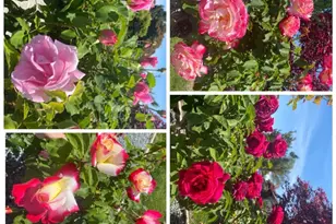 2644 Maplewood Ln, Santa Clara, CA 95051 - Photo 47