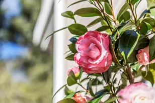 17930 Vineland Ave, Monte Sereno, CA 95030 - Photo 77