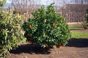 730 Lepa Ct, Gilroy, CA 95020 - Photo 49