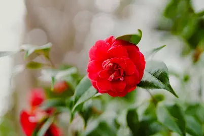 938 Clark Ave 50, Mountain View, CA 94040 - Photo 37