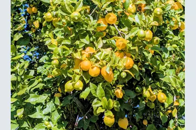 34839 Clover St, Union City, CA 94587 - Photo 41