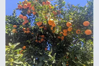 34839 Clover St, Union City, CA 94587 - Photo 43