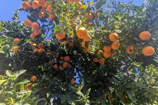 34839 Clover St, Union City, CA 94587 - Photo 43