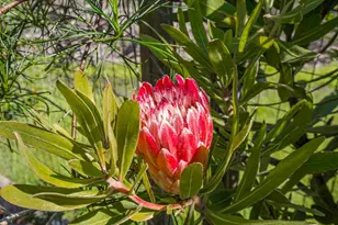 230 Rosemarie Ct, Aptos, CA 95003 - Photo 63