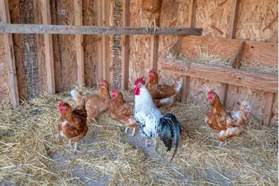 2862 Little Rock Dr, San Jose, CA 95133 - Photo 39