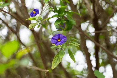 829 Talisman Dr, Palo Alto, CA 94303 - Photo 61