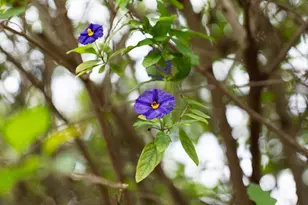 829 Talisman Dr, Palo Alto, CA 94303 - Photo 61