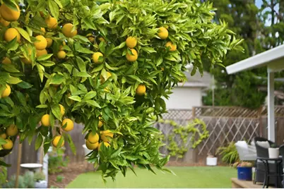 171 Santiago Ave, Redwood City, CA 94061 - Photo 49