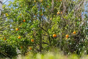 12135 Country Squire Way, Saratoga, CA 95070 - Photo 53