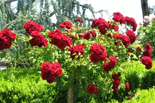 5805 Chambertin Dr, San Jose, CA 95118 - Photo 61