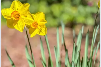 17981 Rose Ct, Monte Sereno, CA 95030 - Photo 53